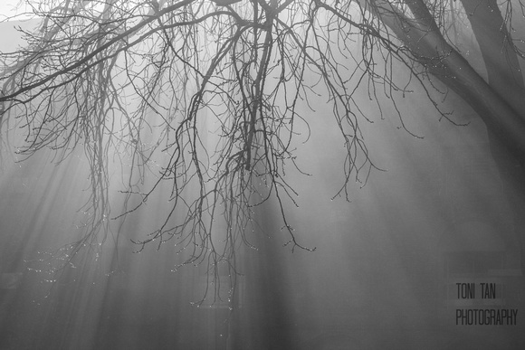 Tree of Fog and Light