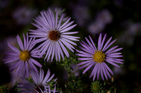 Afternoon Asters