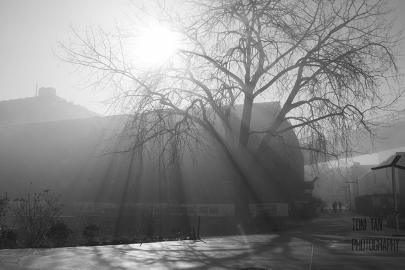 Brooklyn Bridge Park Fog