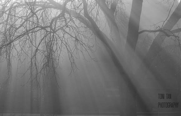 Light Penetrates the Fog