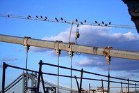 Brooklyn Bridge Birds