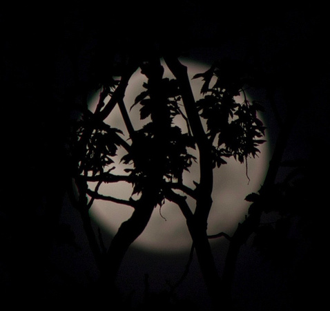 Moonlight in the Trees