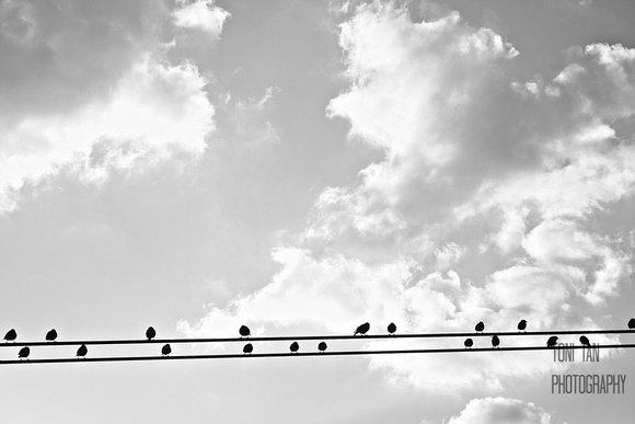 Birds on the Brooklyn Bridge