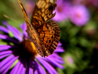 Macro Butterfly